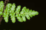 Hairy lipfern